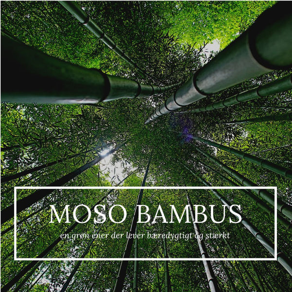 Bambus: Det bæredygtige materiale, der kan bruges til alt