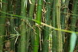 BAMBUS CYKEL - "MY BAMBOO WHEELS" - Din Bedste Bambus Cykel Nogensinde