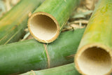 BAMBUS CYKEL - "MY BAMBOO WHEELS" - Din Bedste Bambus Cykel Nogensinde